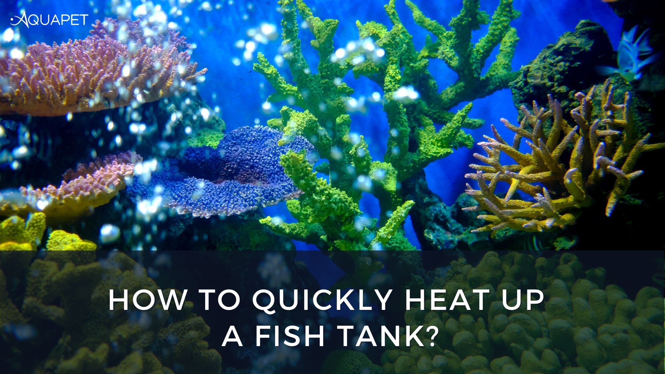 Image of a fish tank