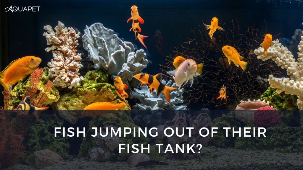 Fish Jumping Out of Their Tanks? Here’s How to Put A Stop To It.